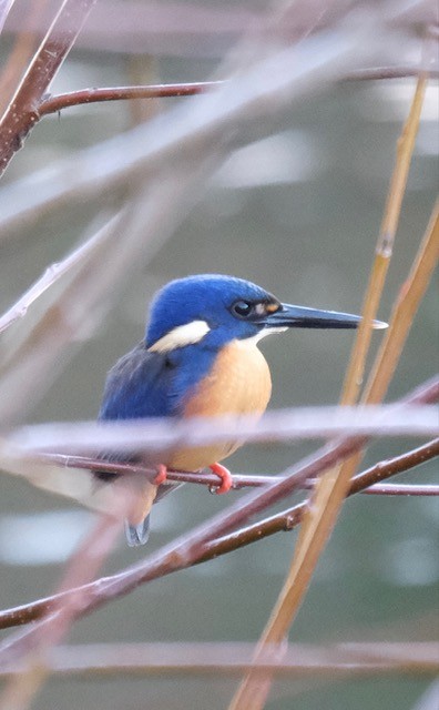 Azure Kingfisher - ML637638663