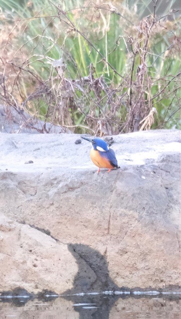 Azure Kingfisher - ML637638664