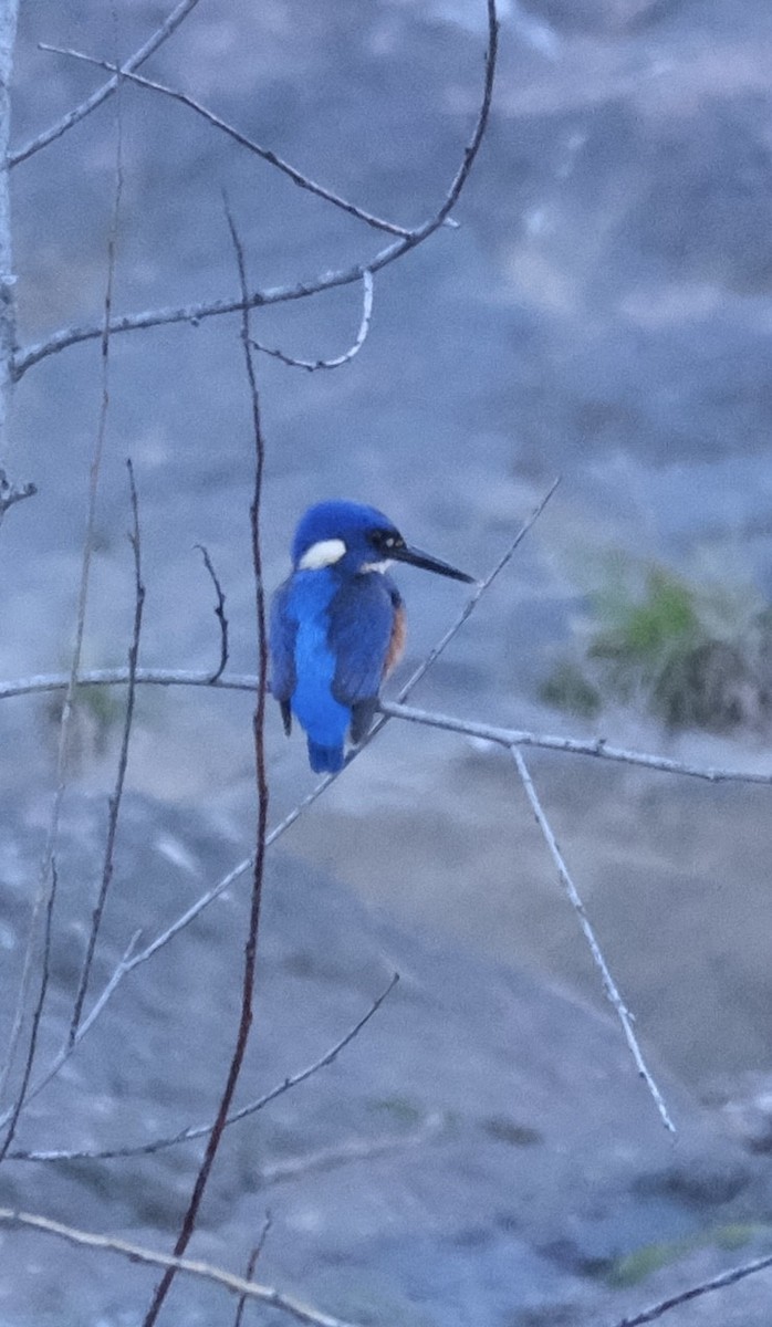 Azure Kingfisher - ML637638665
