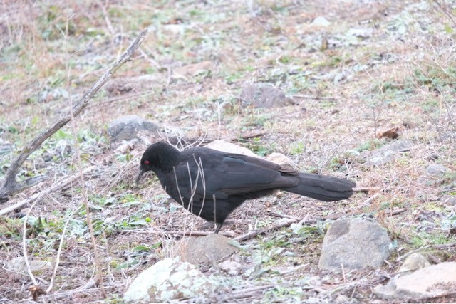 White-winged Chough - ML637638667