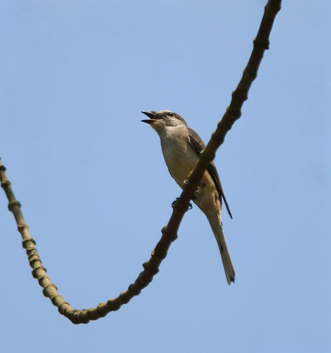 Brown-rumped Minivet - ML637638693