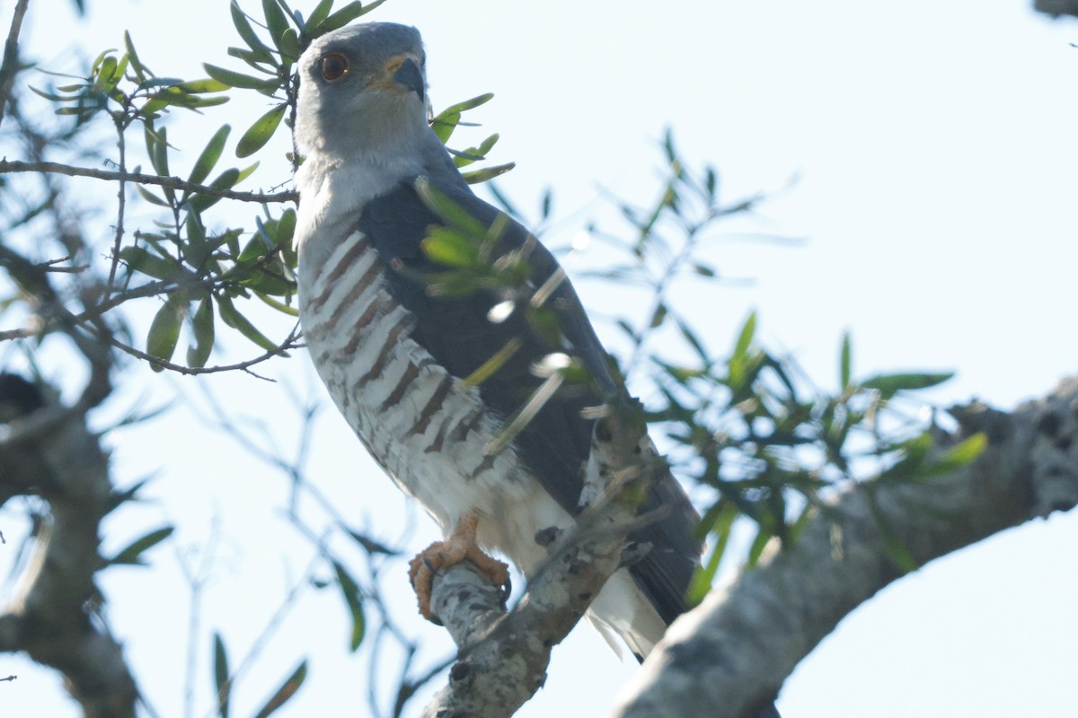 African Cuckoo-Hawk - ML637638705