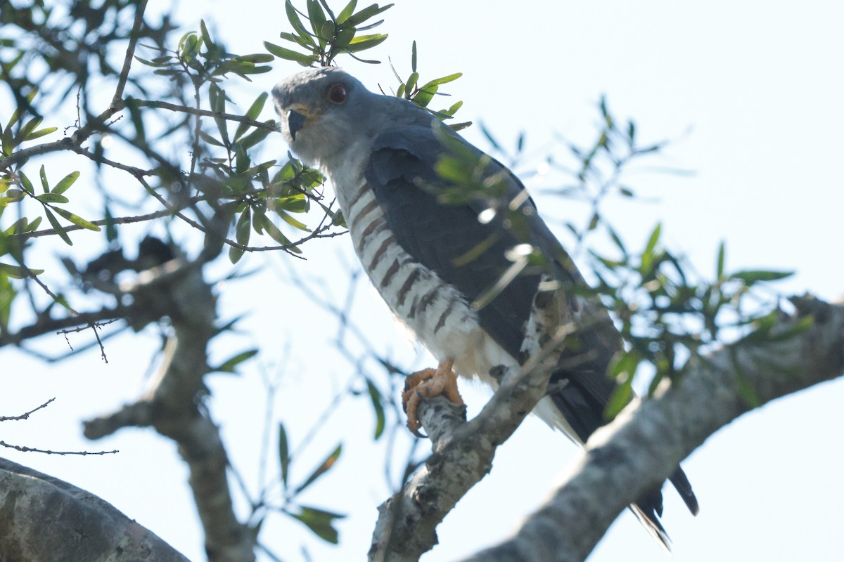 African Cuckoo-Hawk - ML637638709