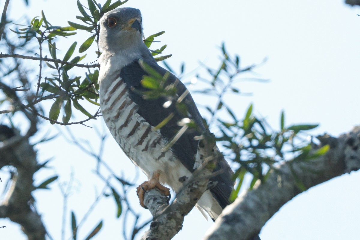 African Cuckoo-Hawk - ML637638710