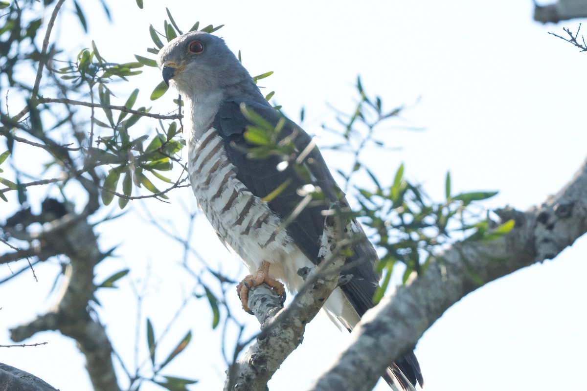 African Cuckoo-Hawk - ML637638711