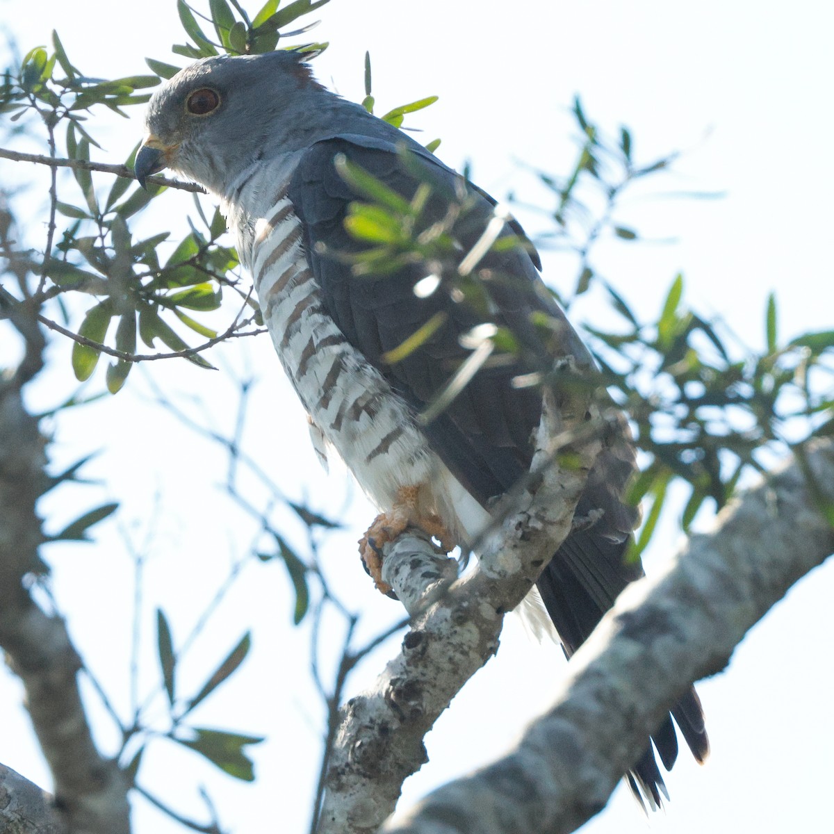 African Cuckoo-Hawk - ML637638712