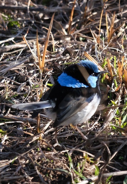 Superb Fairywren - ML637638717