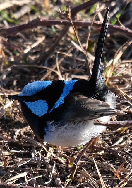 Superb Fairywren - ML637638718