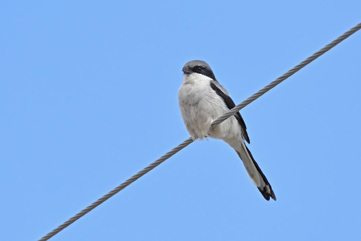 Giant Shrike - ML637638736