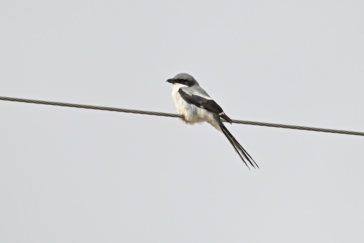 Giant Shrike - ML637638738