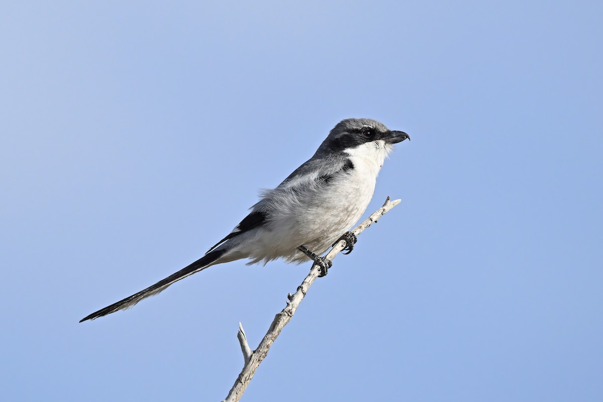 Giant Shrike - ML637638740
