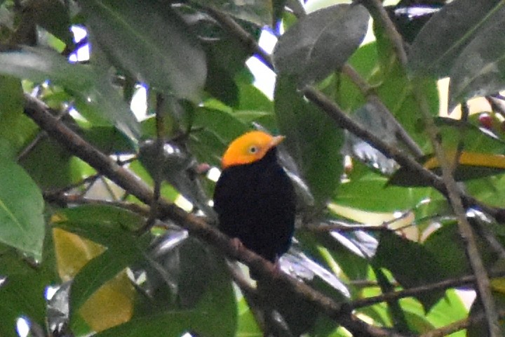 Golden-headed Manakin - ML637638753