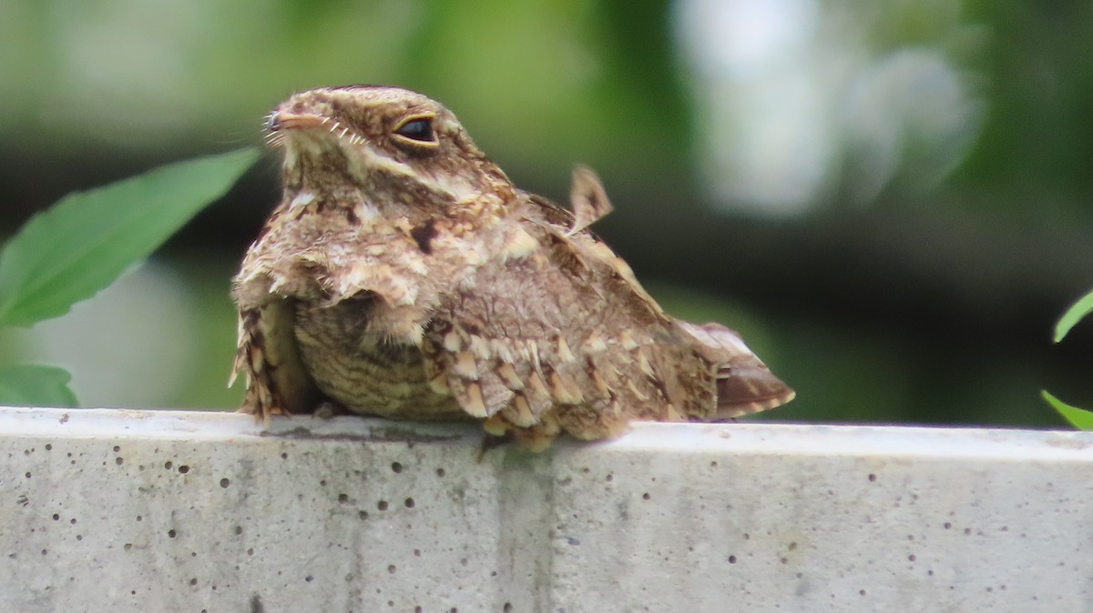 nightjar sp. - ML637638758