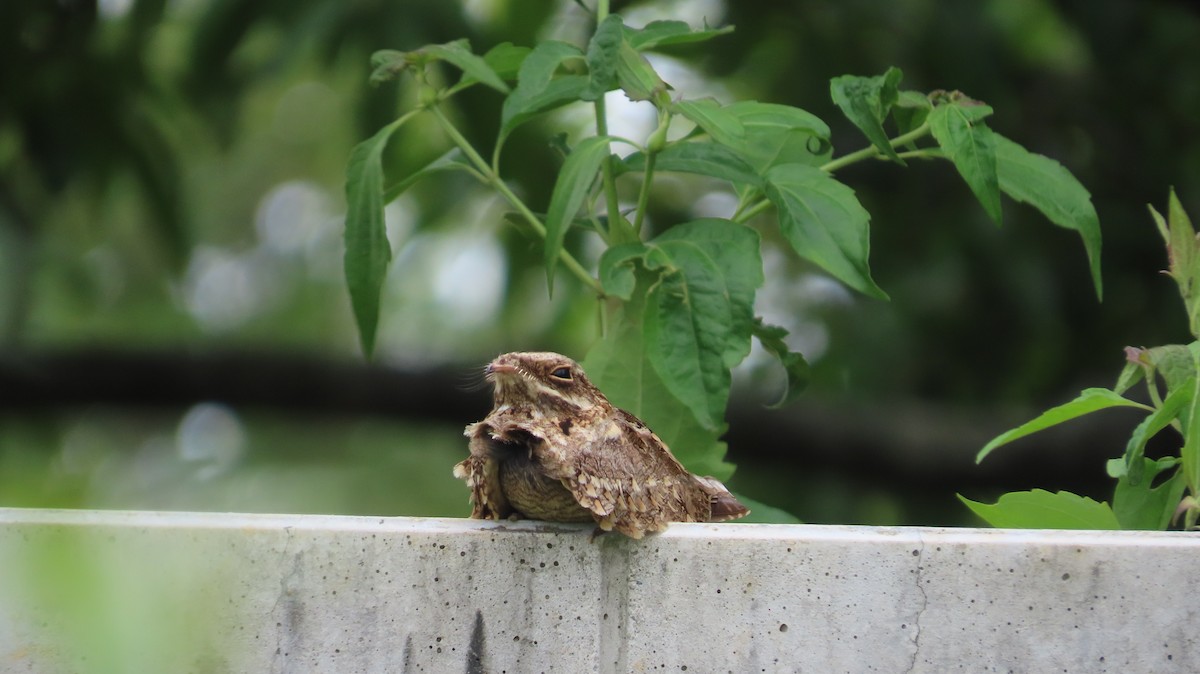 nightjar sp. - ML637638759
