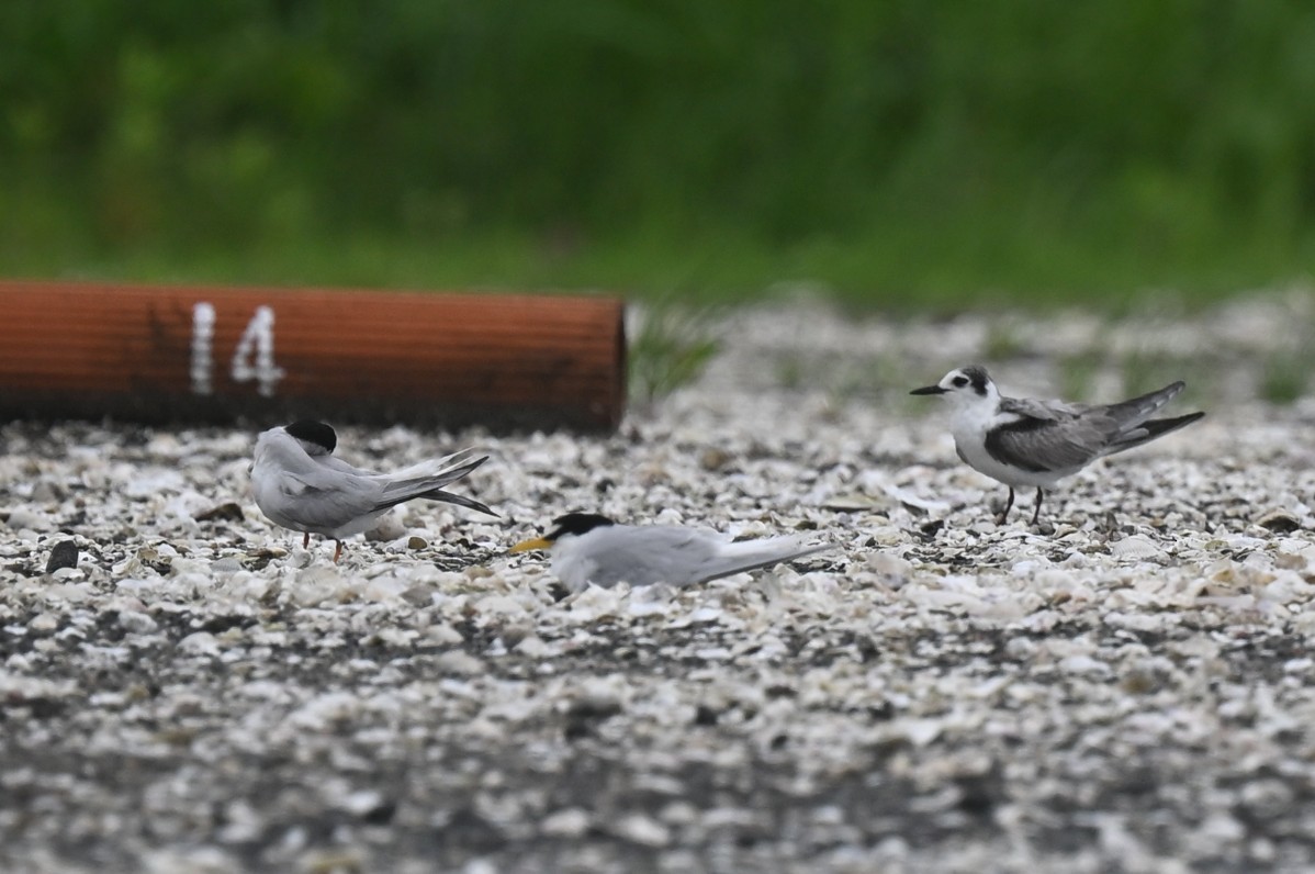 White-winged Tern - ML637638761