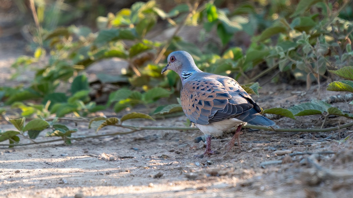 European Turtle-Dove - ML637638767