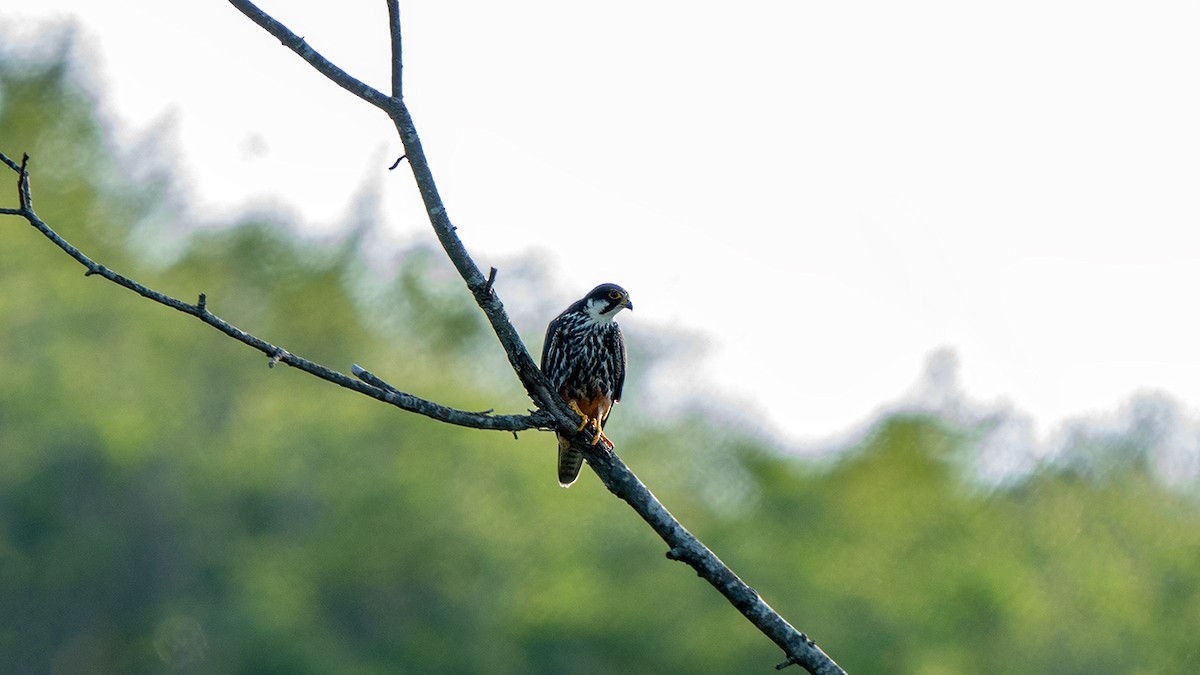 Eurasian Hobby - ML637638769