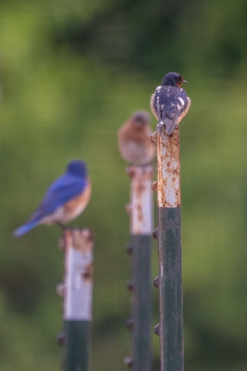 Barn Swallow - ML637638788