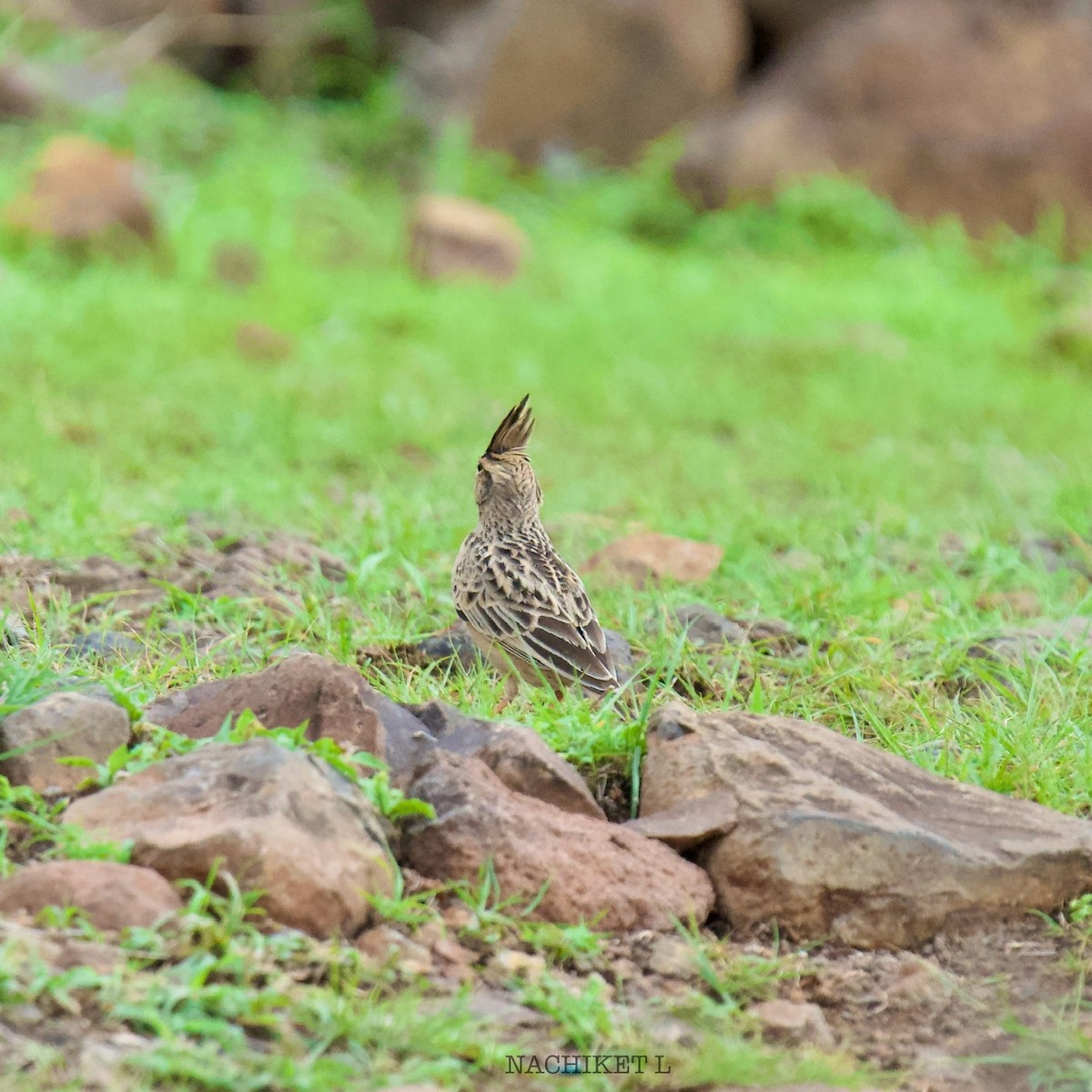 Tawny Lark - ML637638847