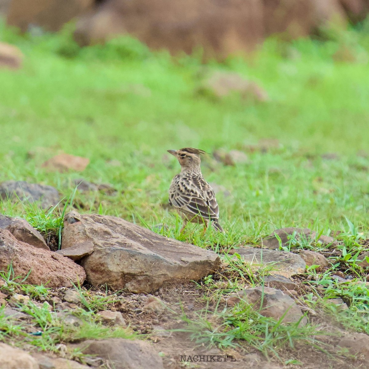 Tawny Lark - ML637638848