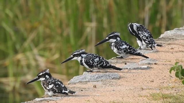 Рибалочка строкатий - ML637638904