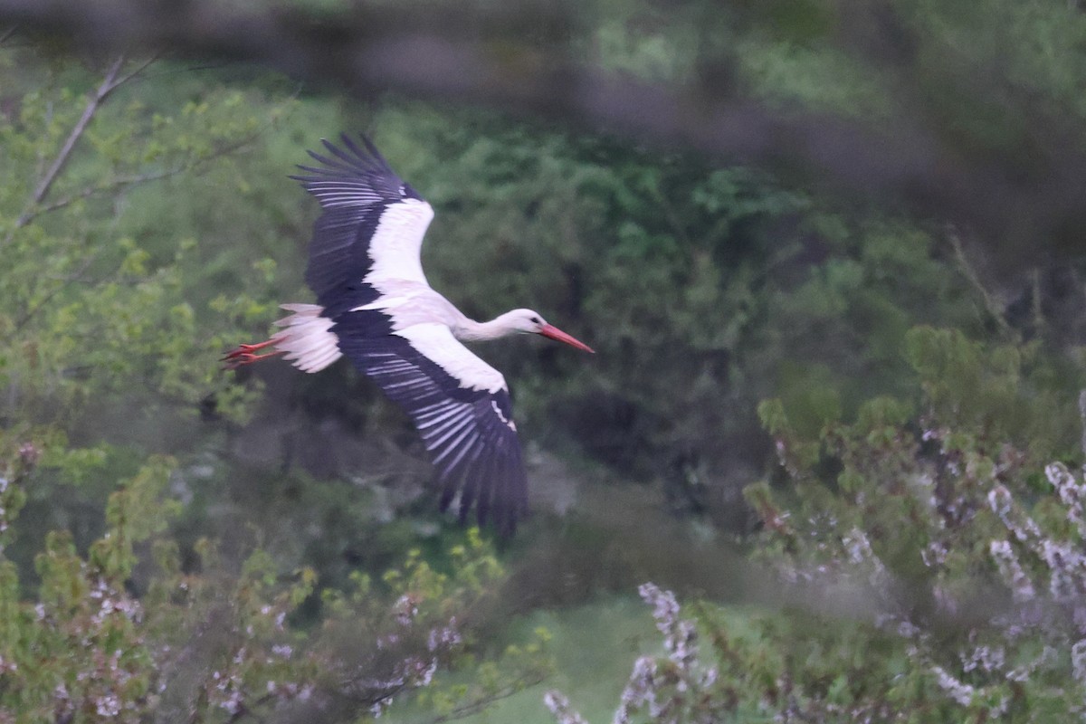 stork - ML637638963