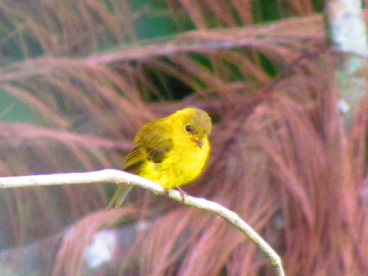 Citrine Canary-Flycatcher - ML637639001