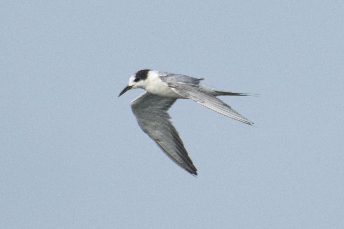 Common Tern - ML637639034