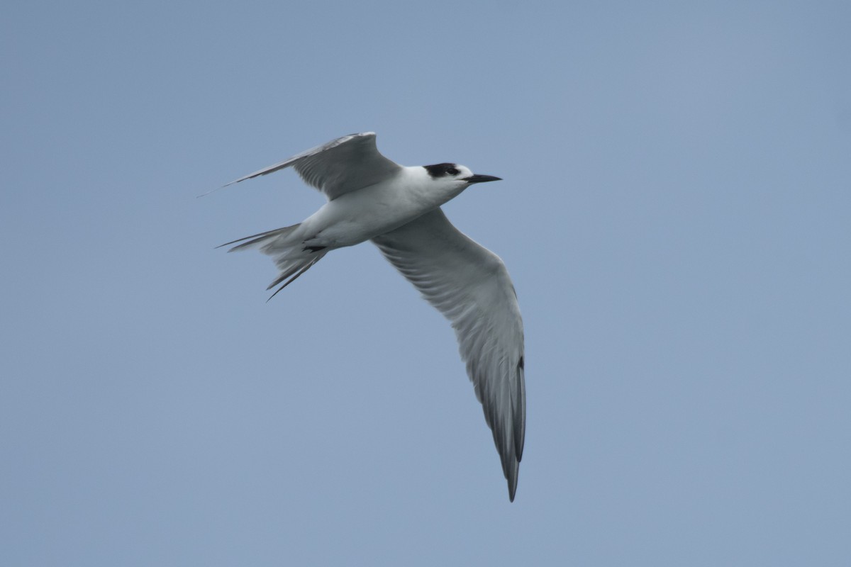 Common Tern - ML637639035