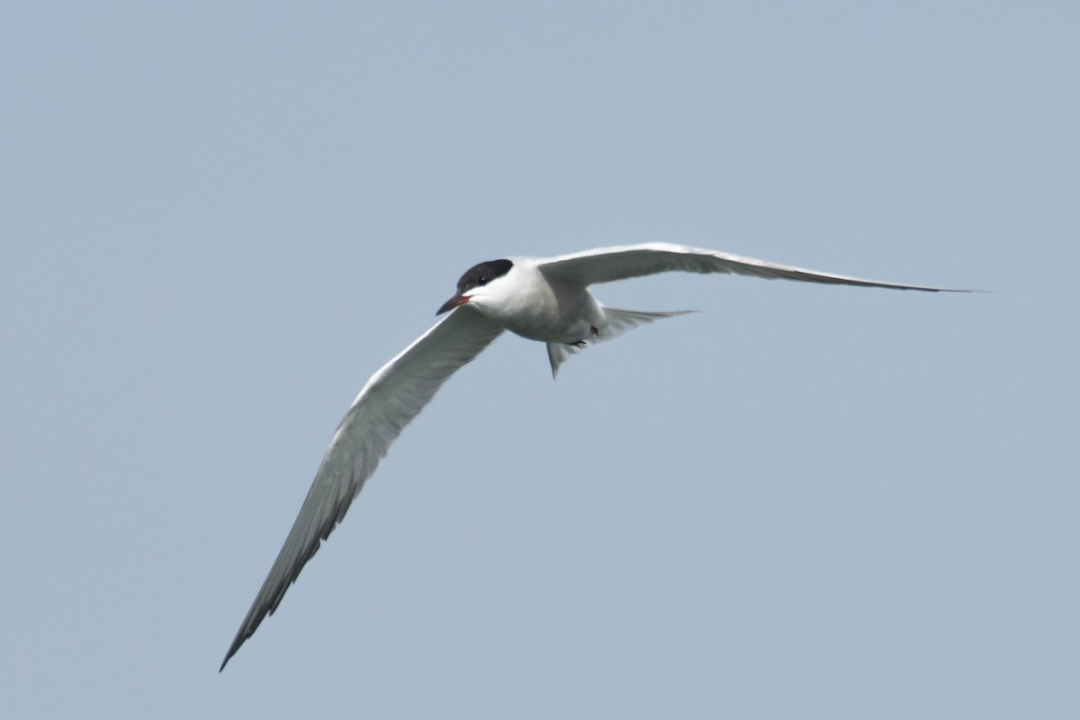 tern sp. - ML637639044