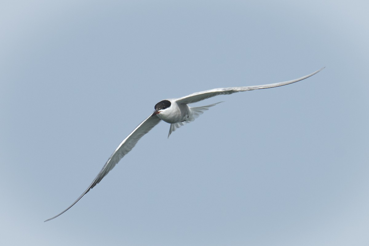 tern sp. - ML637639045