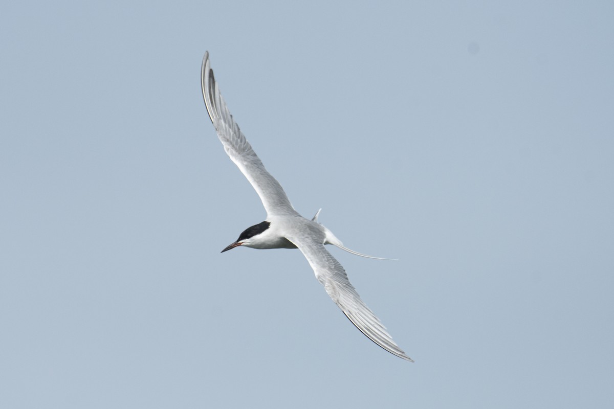 tern sp. - ML637639046