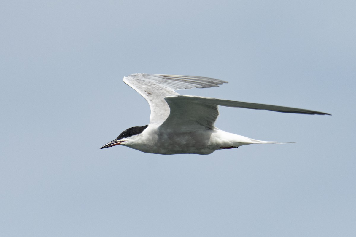 Common Tern - ML637639050