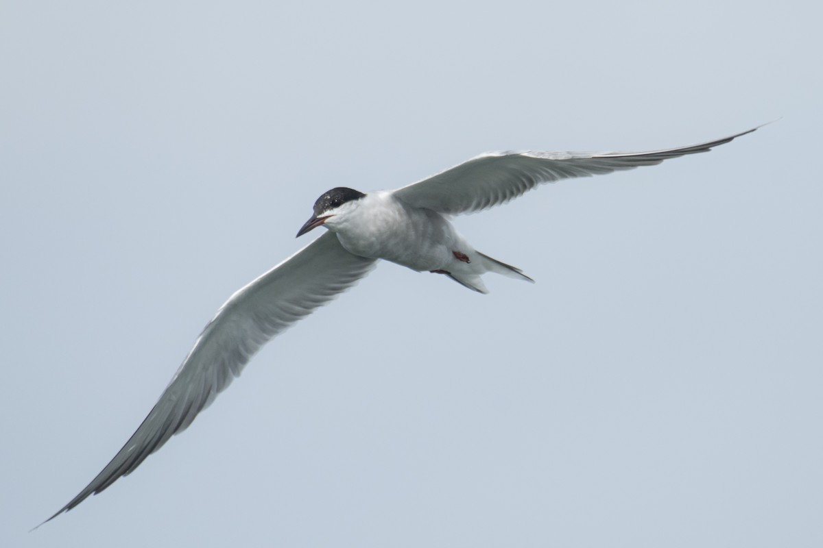 Common Tern - ML637639051