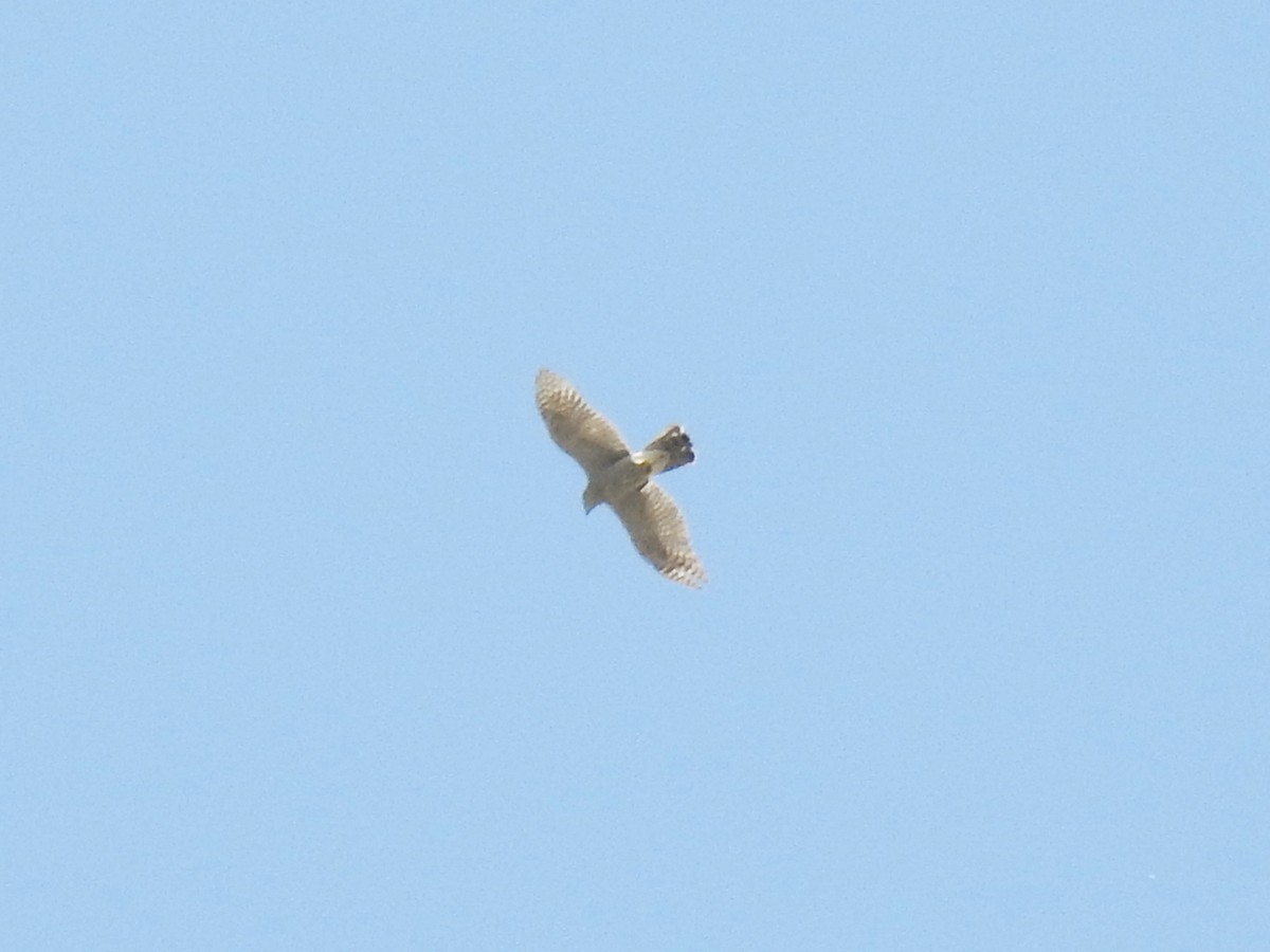 נץ גדול - ML637639056