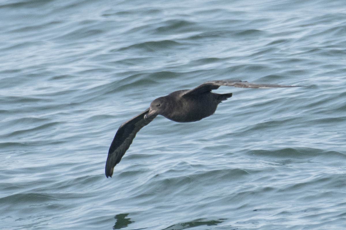 Flesh-footed Shearwater - ML637639059