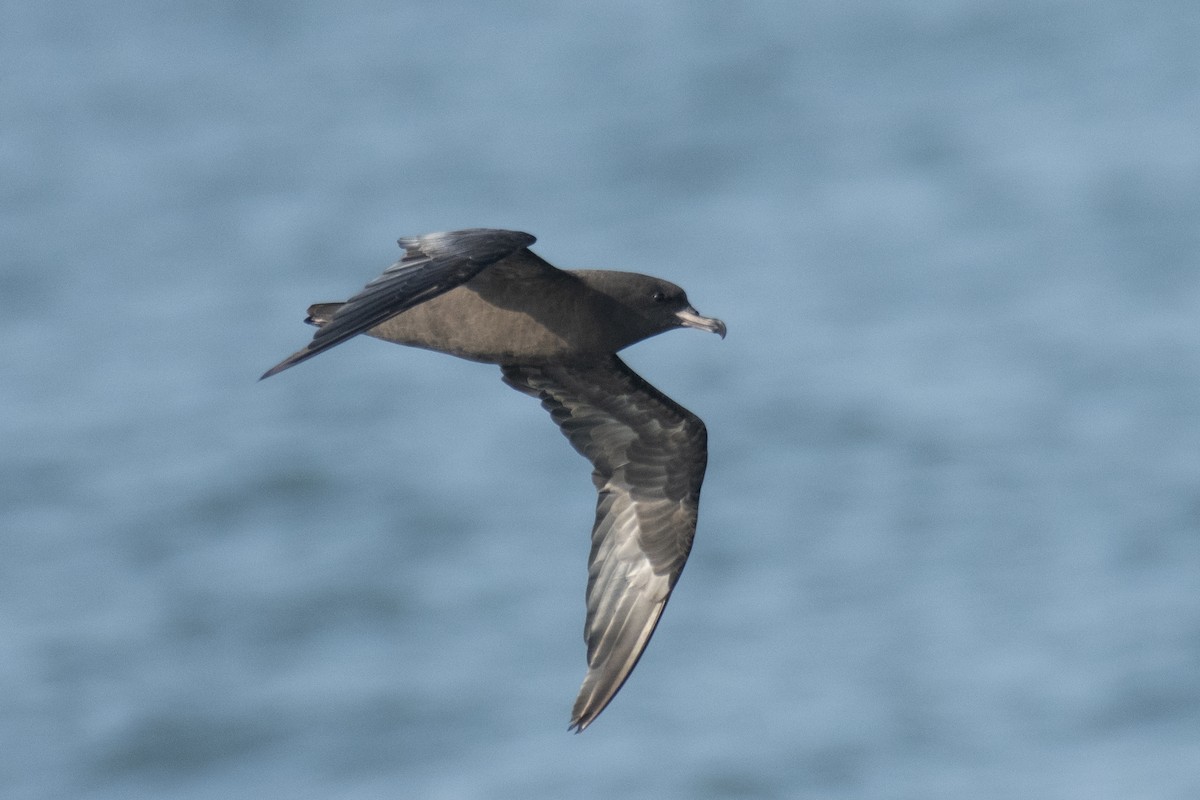 Flesh-footed Shearwater - ML637639063