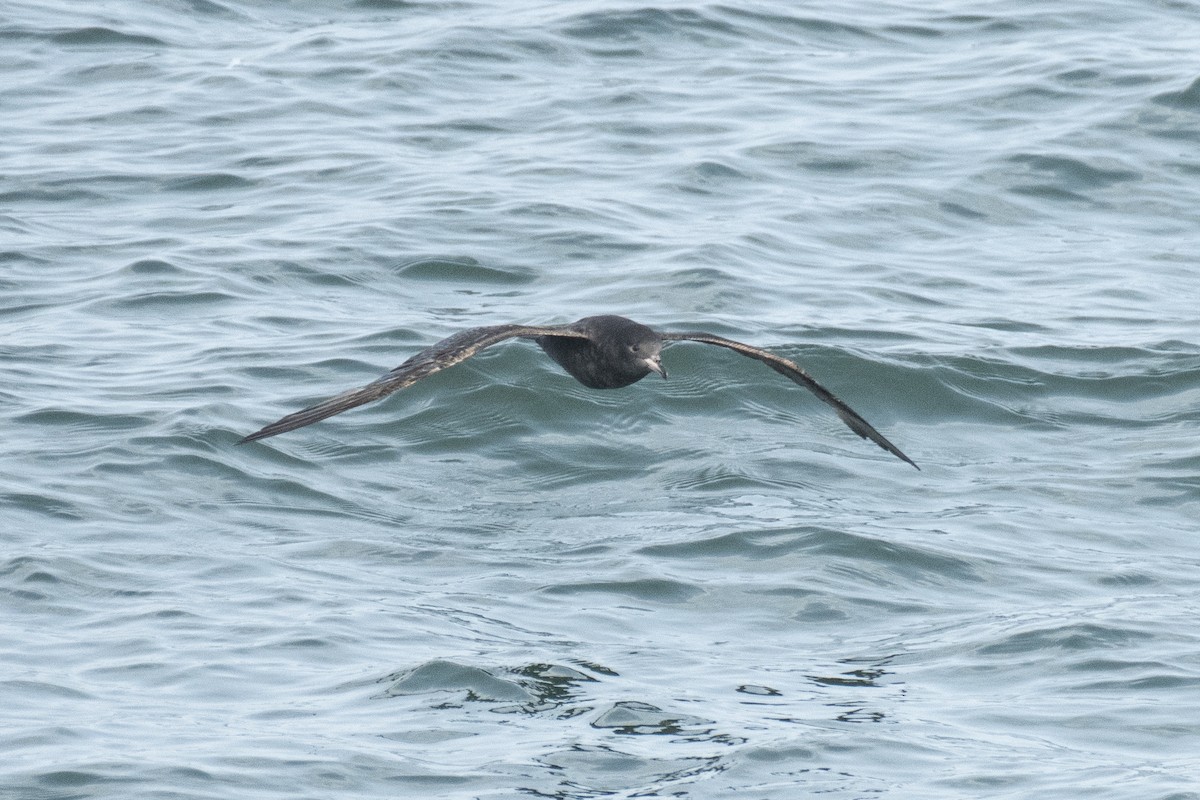 Flesh-footed Shearwater - ML637639064