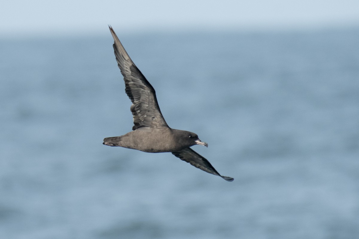 Flesh-footed Shearwater - ML637639065