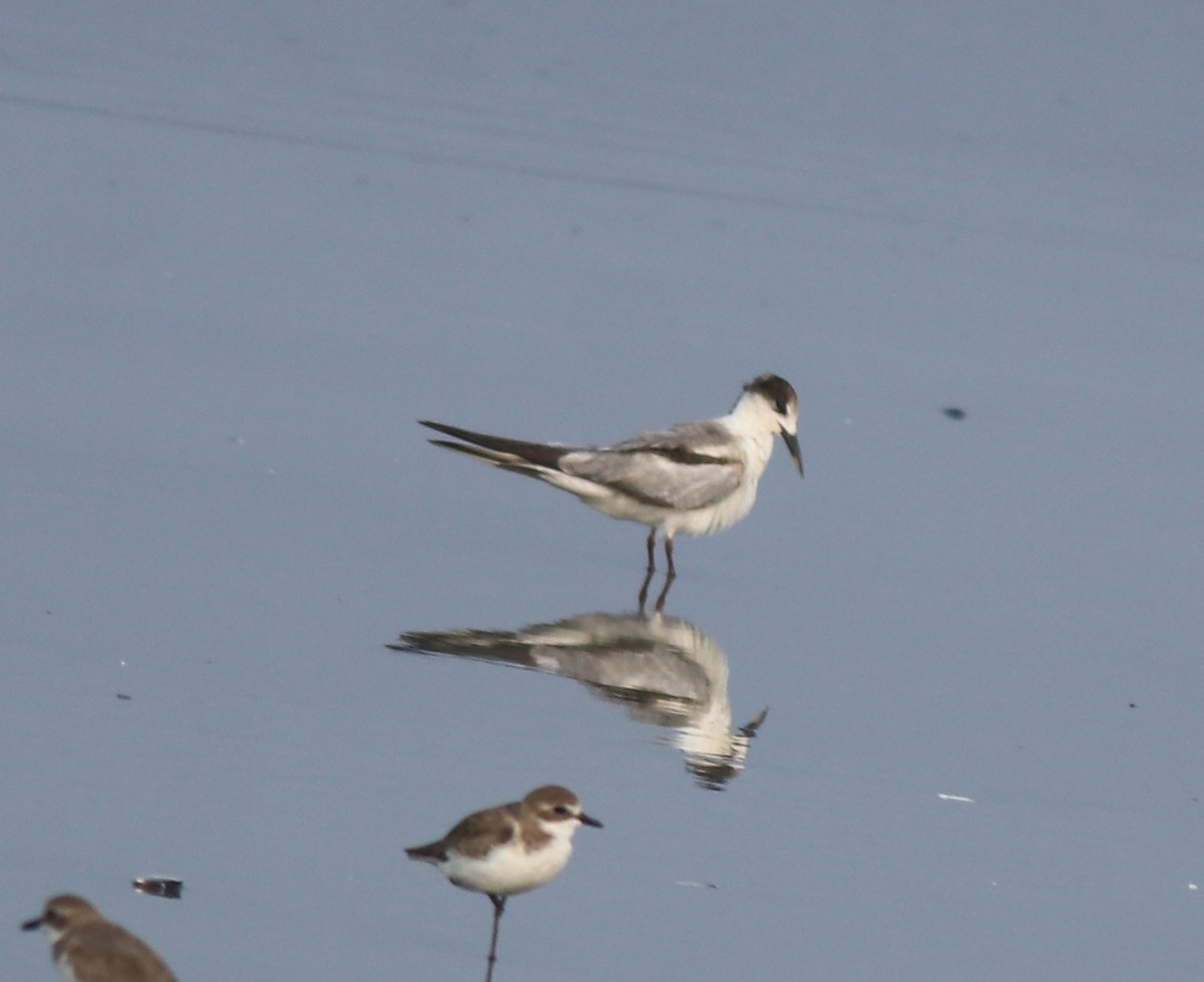 Common Tern - ML637639074