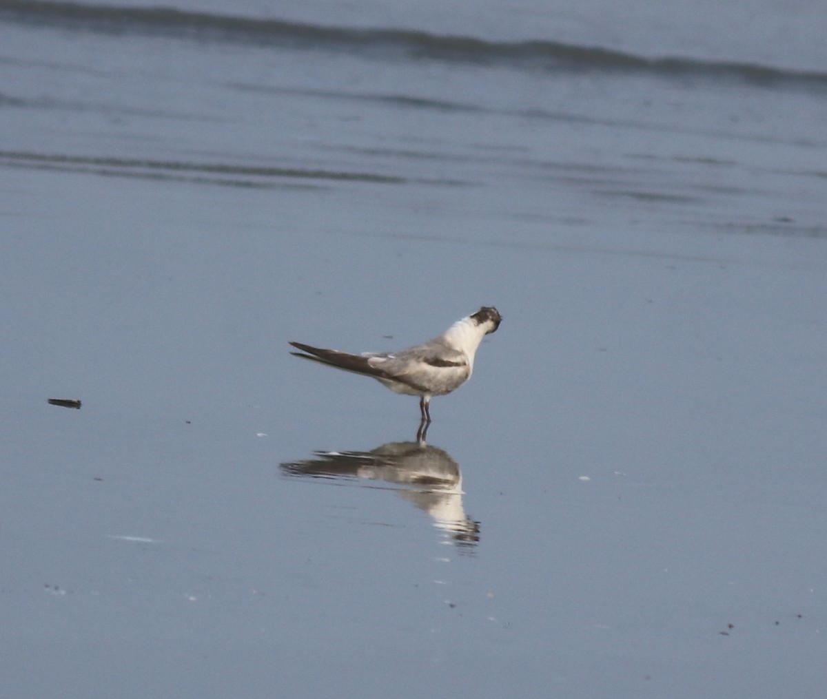 Common Tern - ML637639075