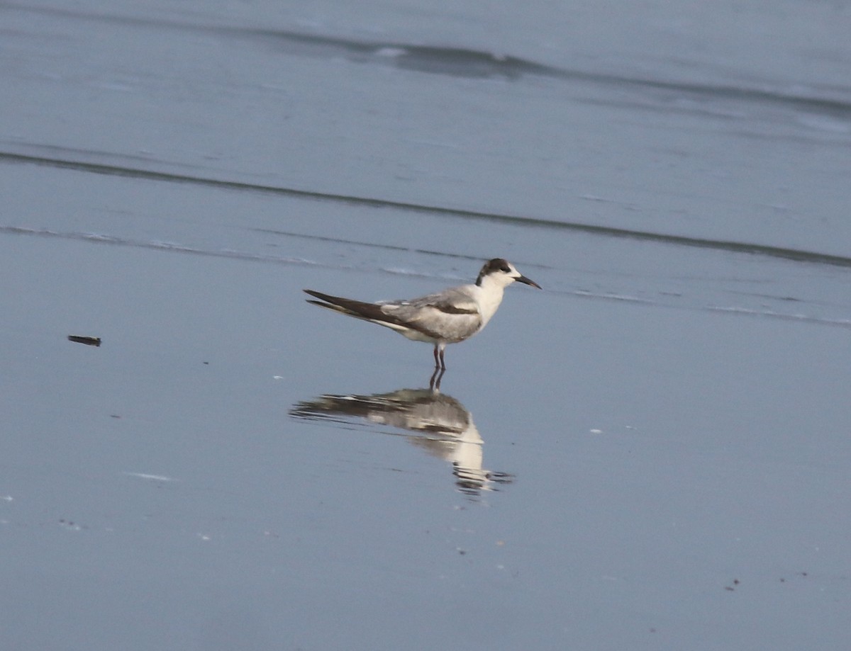 Common Tern - ML637639076