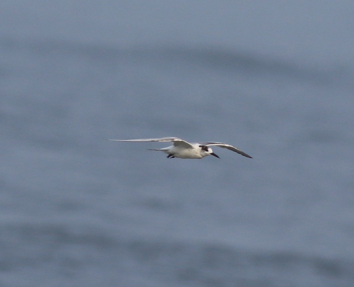 Common Tern - ML637639077
