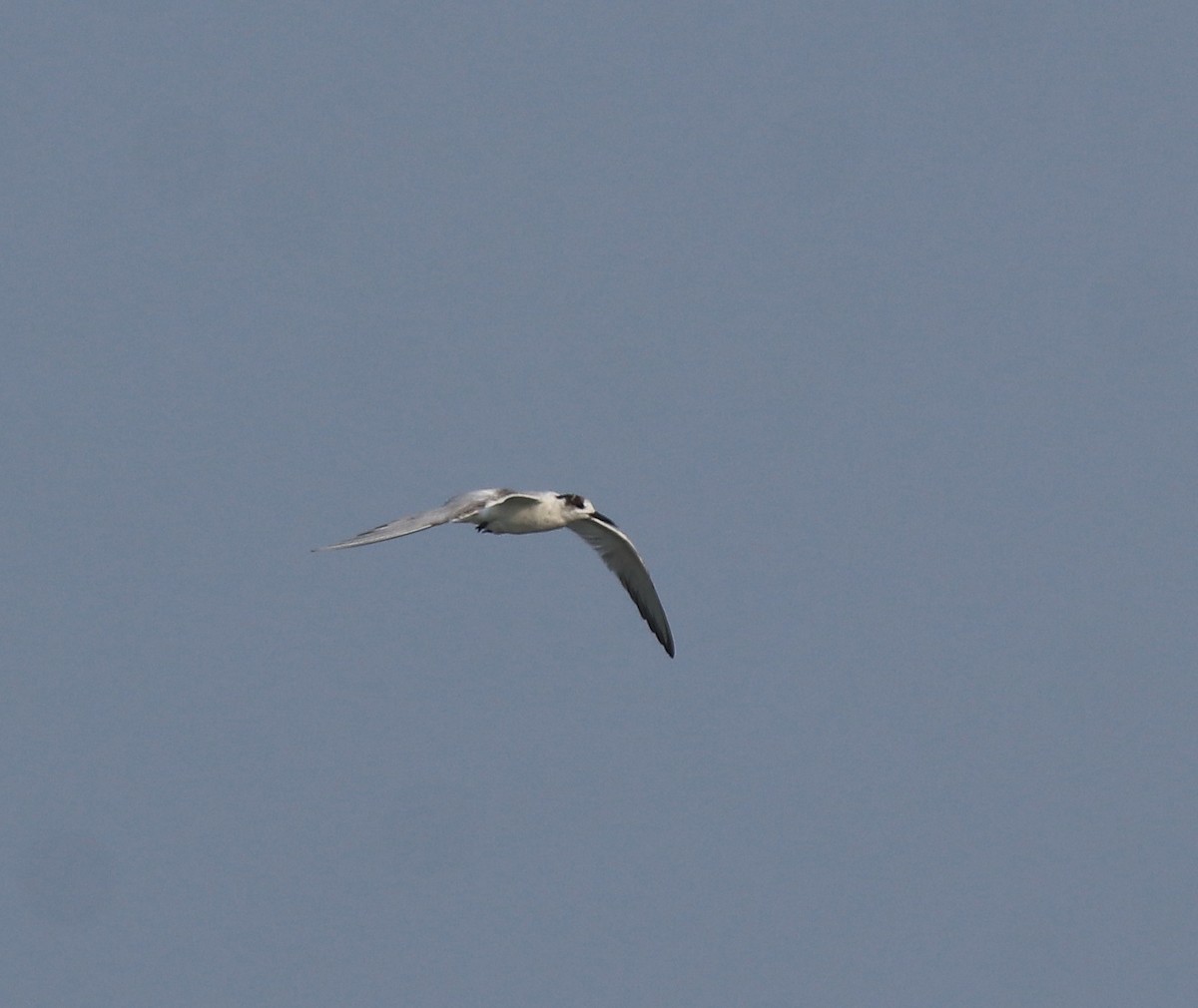 Common Tern - ML637639078