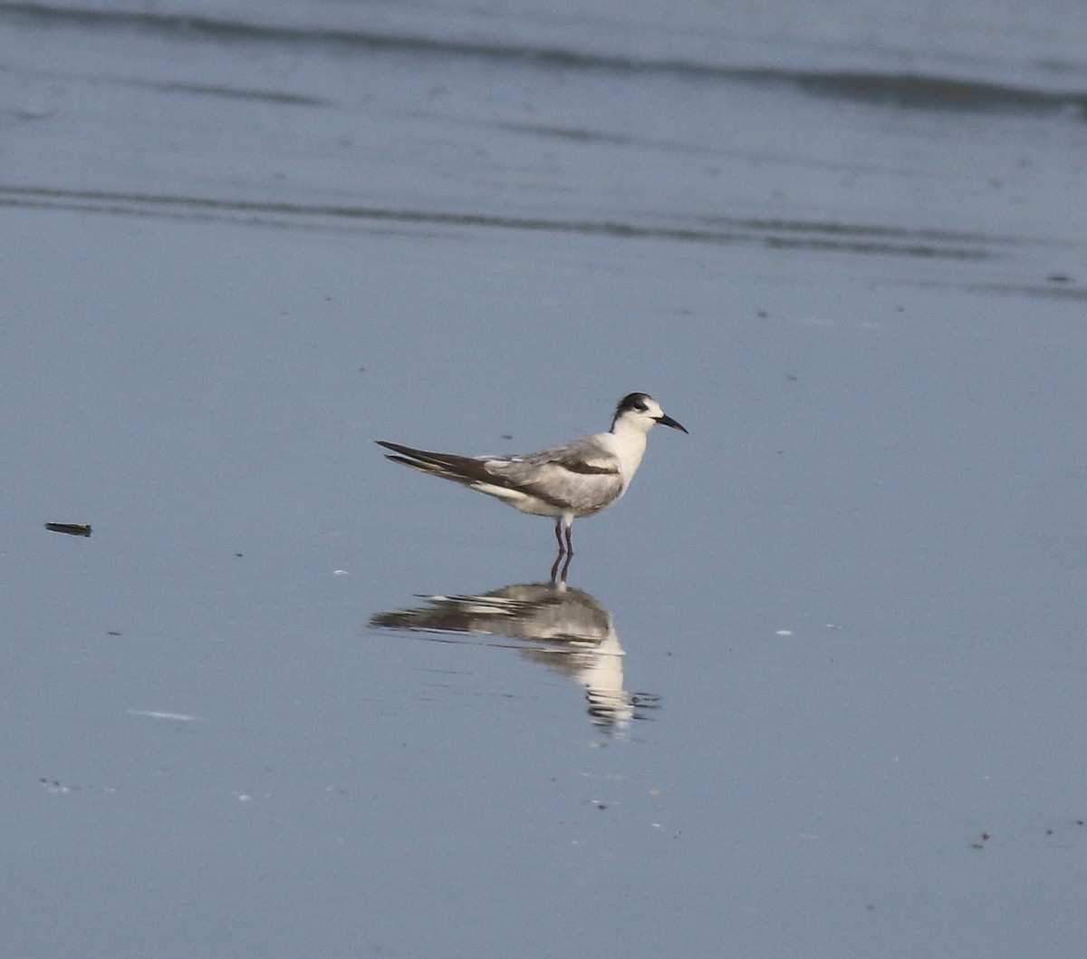 Common Tern - ML637639079