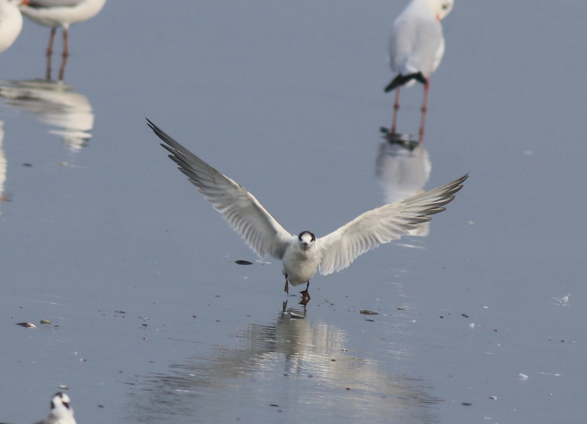 Common Tern - ML637639080
