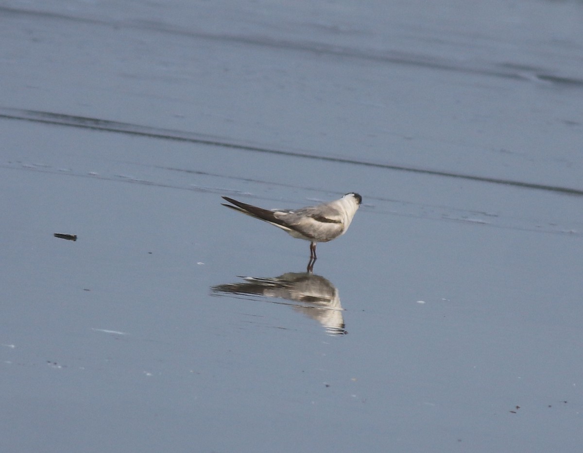 Common Tern - ML637639081