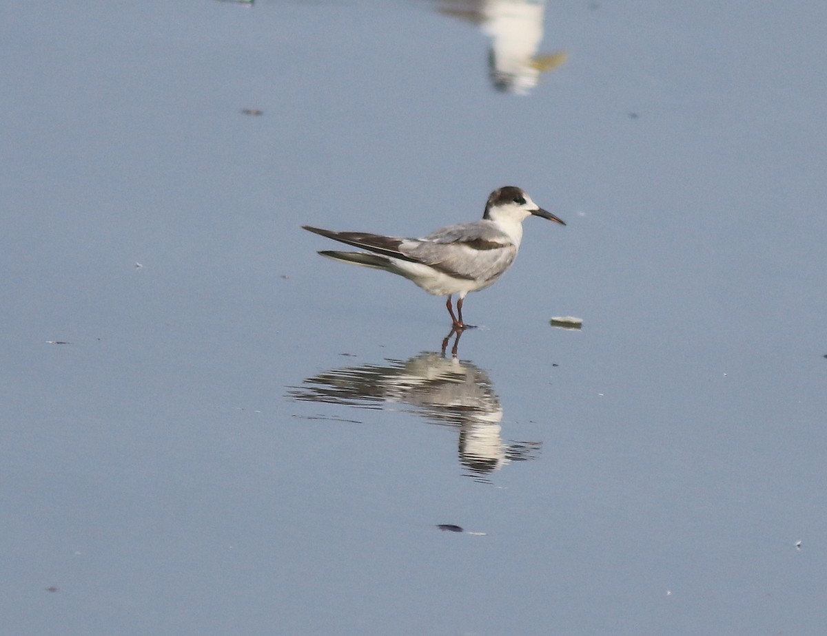 Common Tern - ML637639082