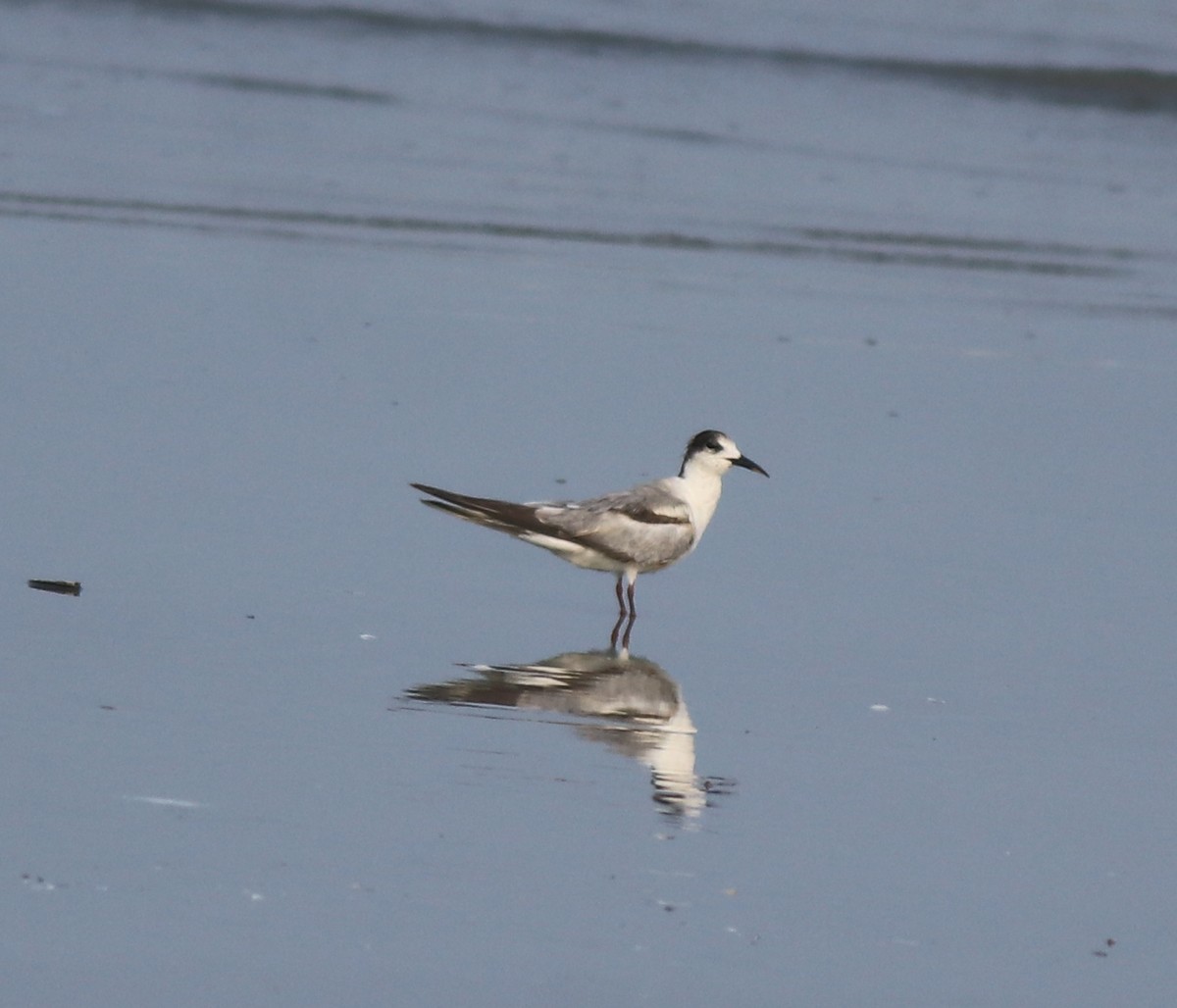Common Tern - ML637639083