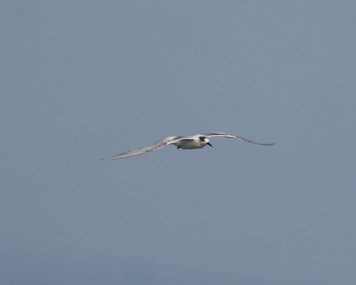 Common Tern - ML637639084